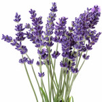 lavanda