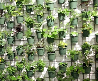 plantas na parede