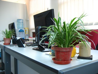 plantas no escritório